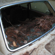 Illustration for article titled Putting V8s In Volvos Is Like Eating Peanuts: Future Drag Race Car Plucked From Redwoods